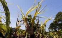 Roman Catholic faithful raise palm fronds during a Palm Sunday celebration in the Our Lady of Schoenstatt Sanctuary in Ypacarai, April 13, 2014. REUTERS/Jorge Adorno (PARAGUAY - Tags: RELIGION)