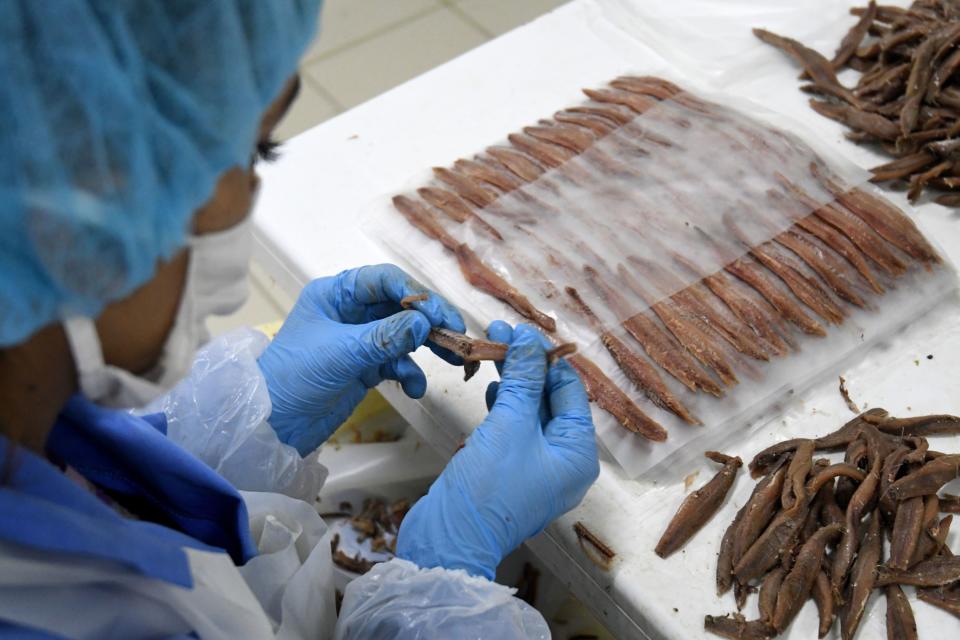 Workers processing anchovy in a fish factory. Photographer: Gent Shkullaku/AFP/Getty Images