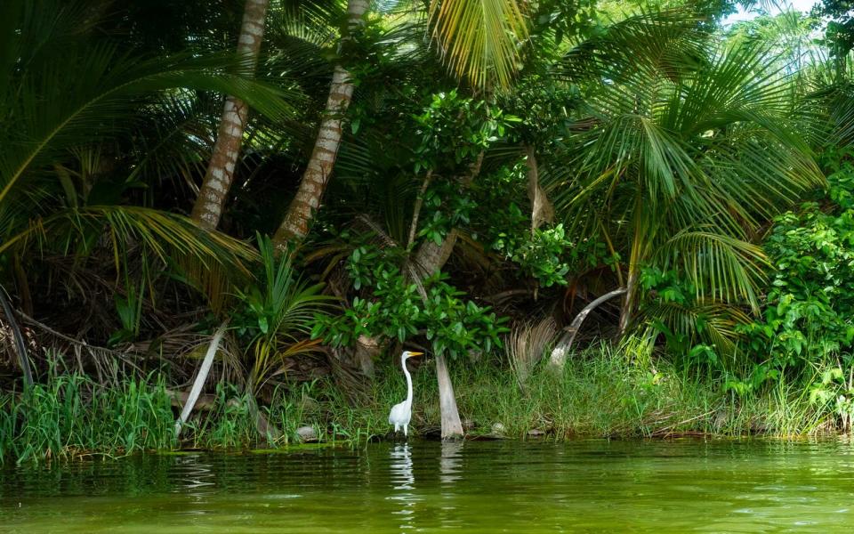 <p>You’ll find these beautiful, elegant Great Egrets around the resort, especially at the koi pond near the main house looking for some snacks.</p>