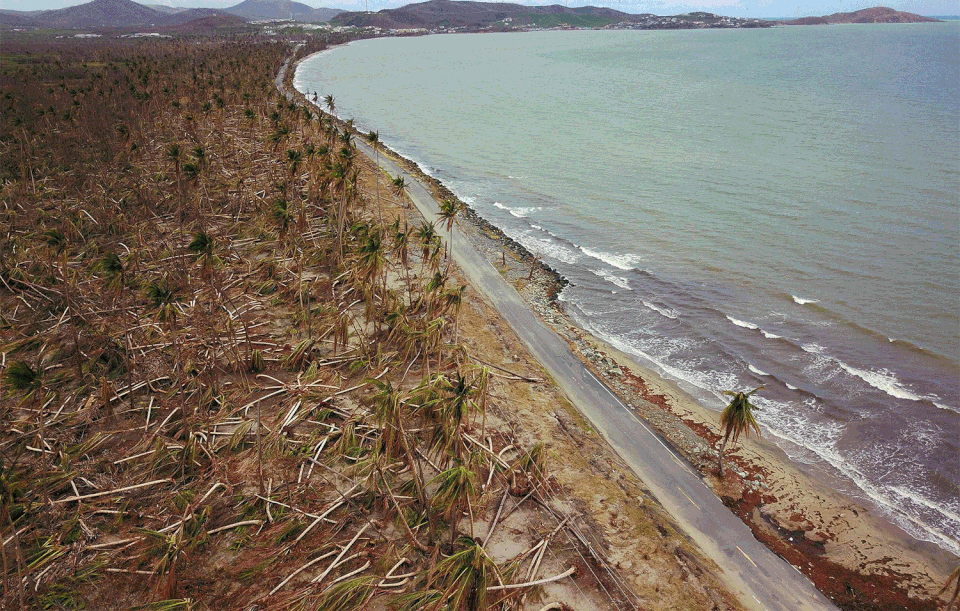 Downed power line poles and damaged palm trees in the aftermath of Hurricane Maria in Humacao on Oct. 2, 2017, and then on March 17, 2018.
