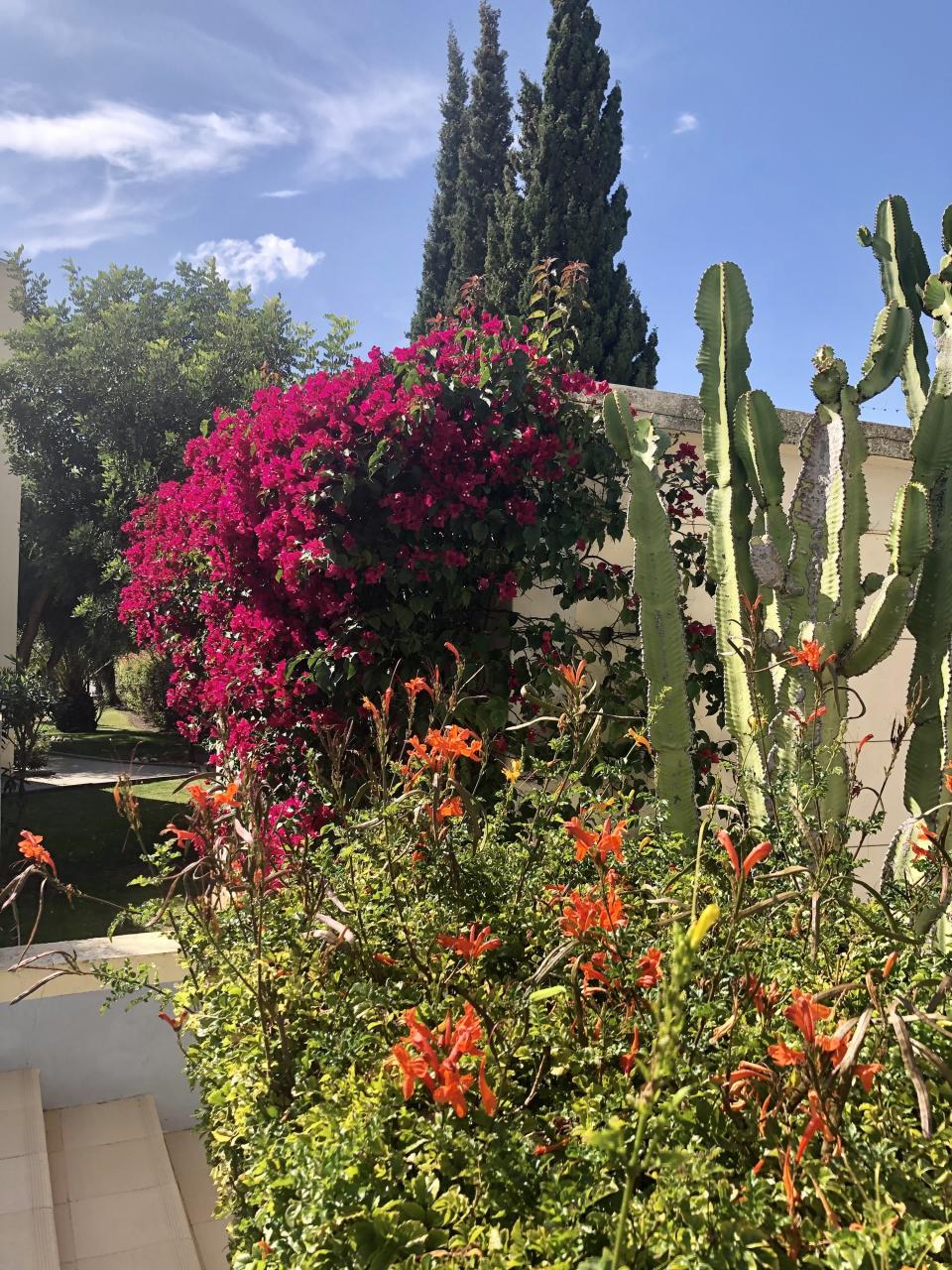 Colorful flowers and plants in Lagos