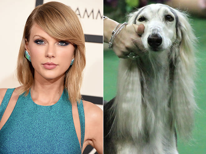 TAYLOR SWIFT & SALUKI