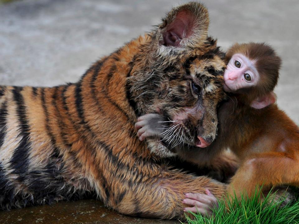 A baby rhesus macaque (Macaca mulatta) plays with a tiger cub at a zoo in Hefei, Anhui province, August 2, 2012.