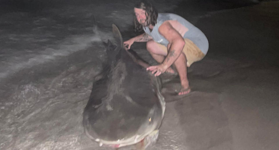 Shark fisherman Bryan Rogers with tiger shark on Perth beach. 