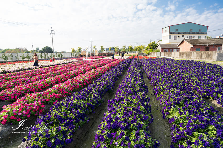 彰化田尾｜董家花田