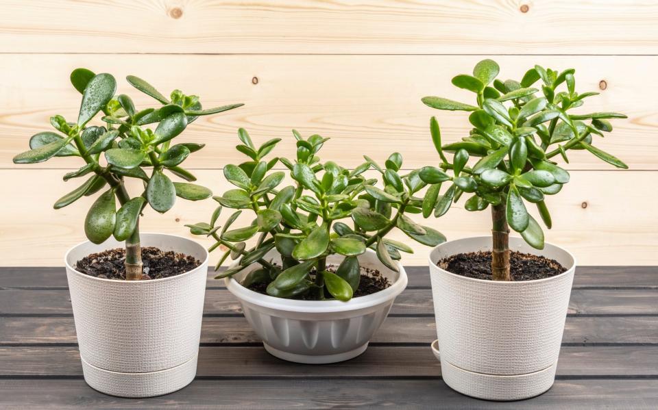 Succulents how to keep houseplants alive best way simple add instant character room home decor budget affordable spending go green - Getty Images 