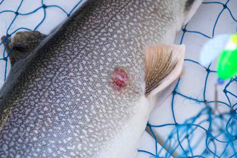 A sea lamprey wound is visible on the flank of a lake trout caught in June 2022 in Lake Michigan near Sheboygan.