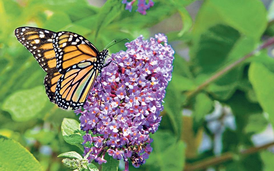 Buddleia often attracts so many butterflys, it's even known as the 'butterfly bush'