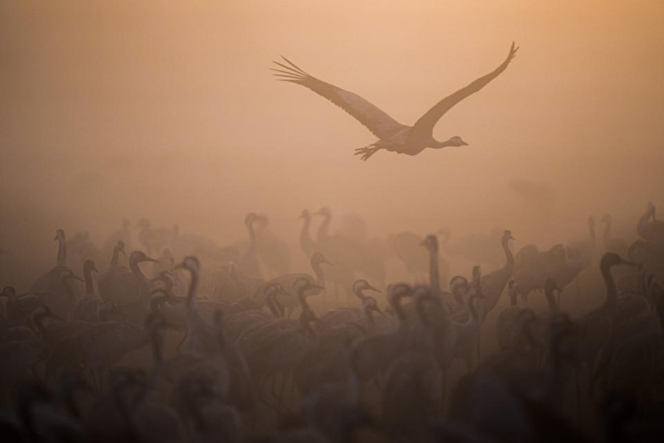 Migrating cranes flock as fog covers the Hula Lake conservation area, north of the Sea of Galilee, in northern Israel, Thursday, Jan. 26, 2023. More than half a billion birds of some 400 different species pass through the Jordan Valley to Africa and go back to Europe during the year. (AP Photo/Ariel Schalit)