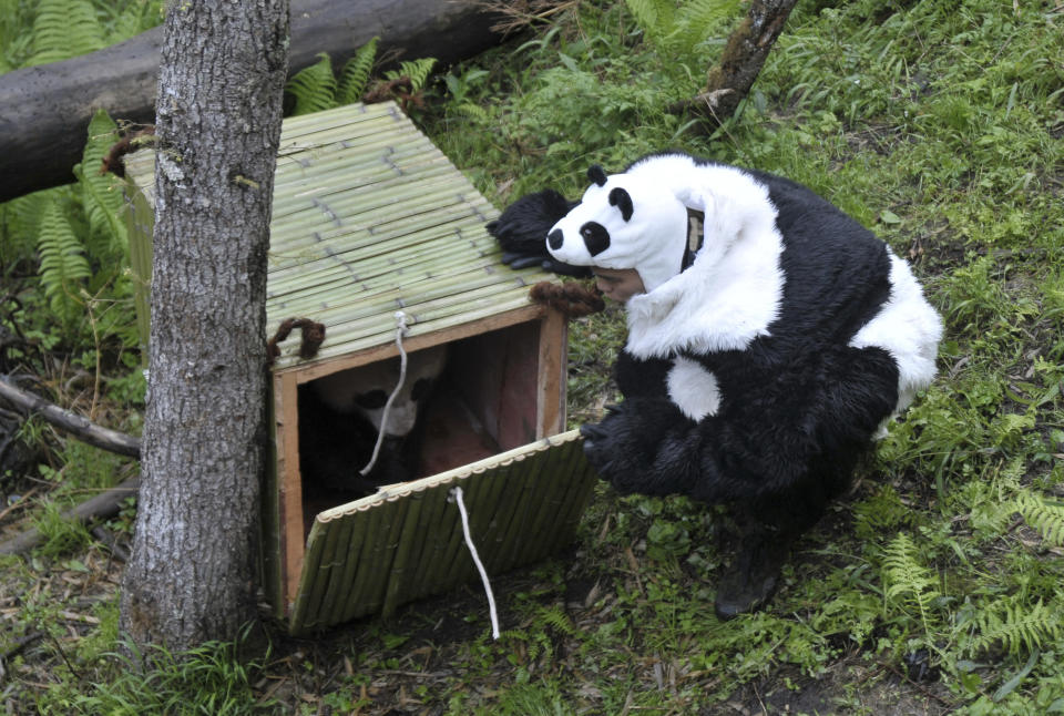 Panda costume