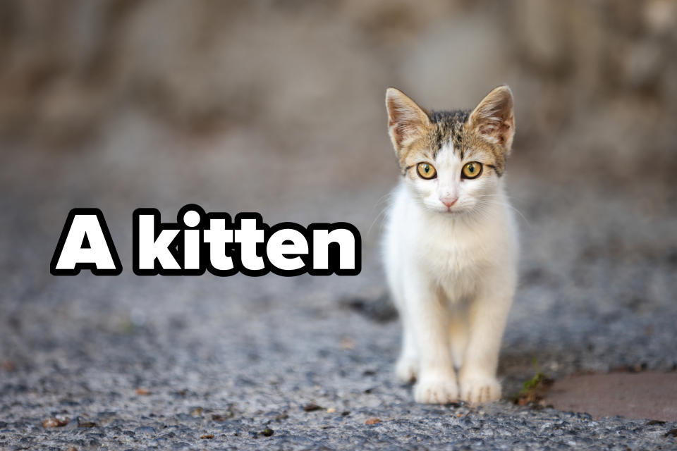 A kitten standing on a gravel path, looking directly at the camera