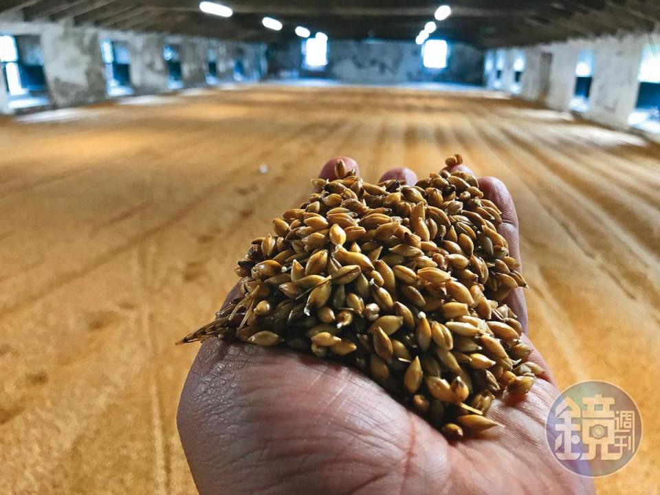 傳統的地板發麥，現在大多委由專業烘麥廠處理，在品質、效率、泥煤值各方面都能達到酒廠的要求。