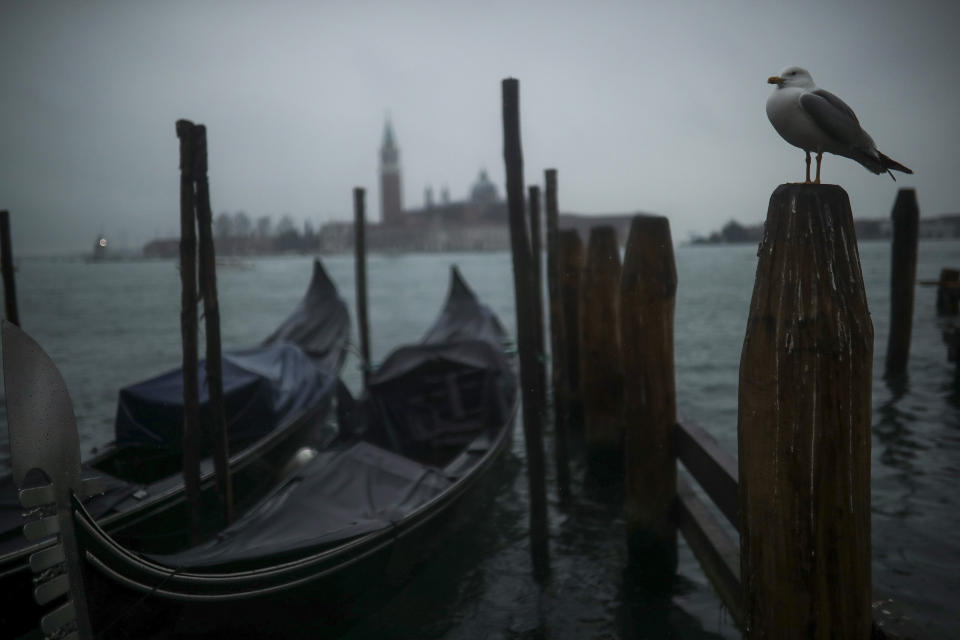 A seagull stands in a pole next to parked gondolas at the lagoon on a rainy day in Venice, Sunday, March 1, 2020. Venice in the time of coronavirus is a shell of itself, with empty piazzas, shuttered basilicas and gondoliers idling their days away. The cholera epidemic that raged quietly through Venice in Thomas Mann's fictional "Death in Venice" has been replaced by a real life fear of COVID-19. (AP Photo/Francisco Seco)