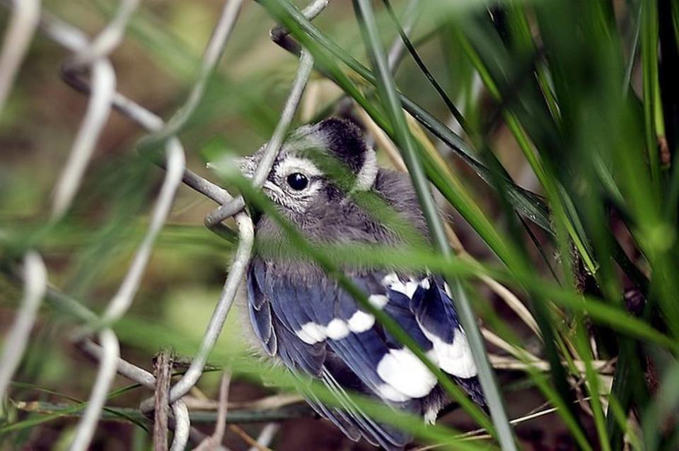 Bluejays, like the baby bird shown here, prefer tray feeders or hopper feeders on a post.