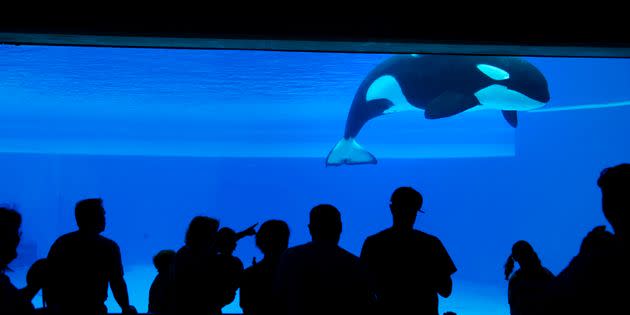 In the wild, orcas are highly social animals and develop complex hierarchies within their pods.