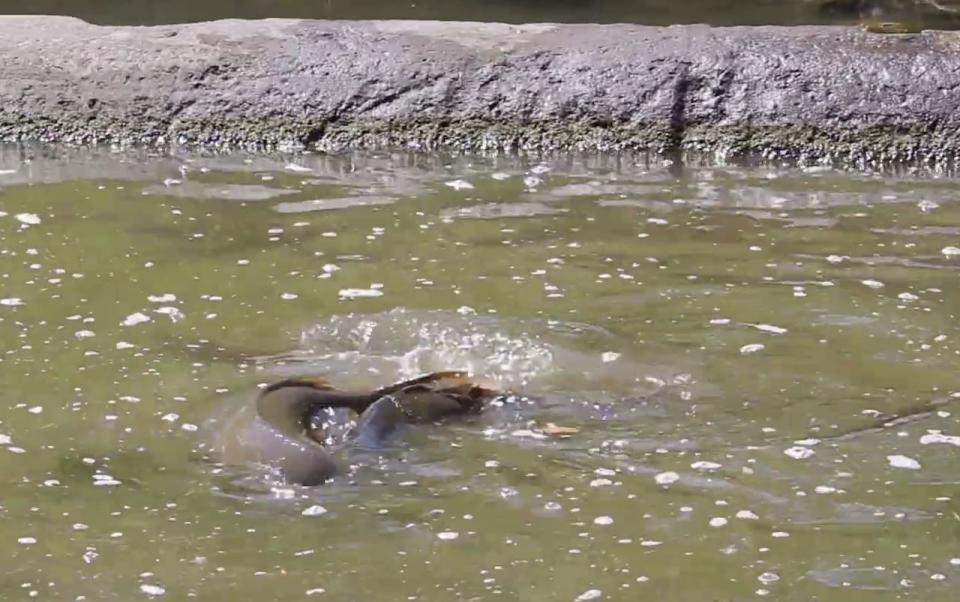 Carp exhibit spawning behaviour in Windsor's Grand Marais Drain in May 2023.