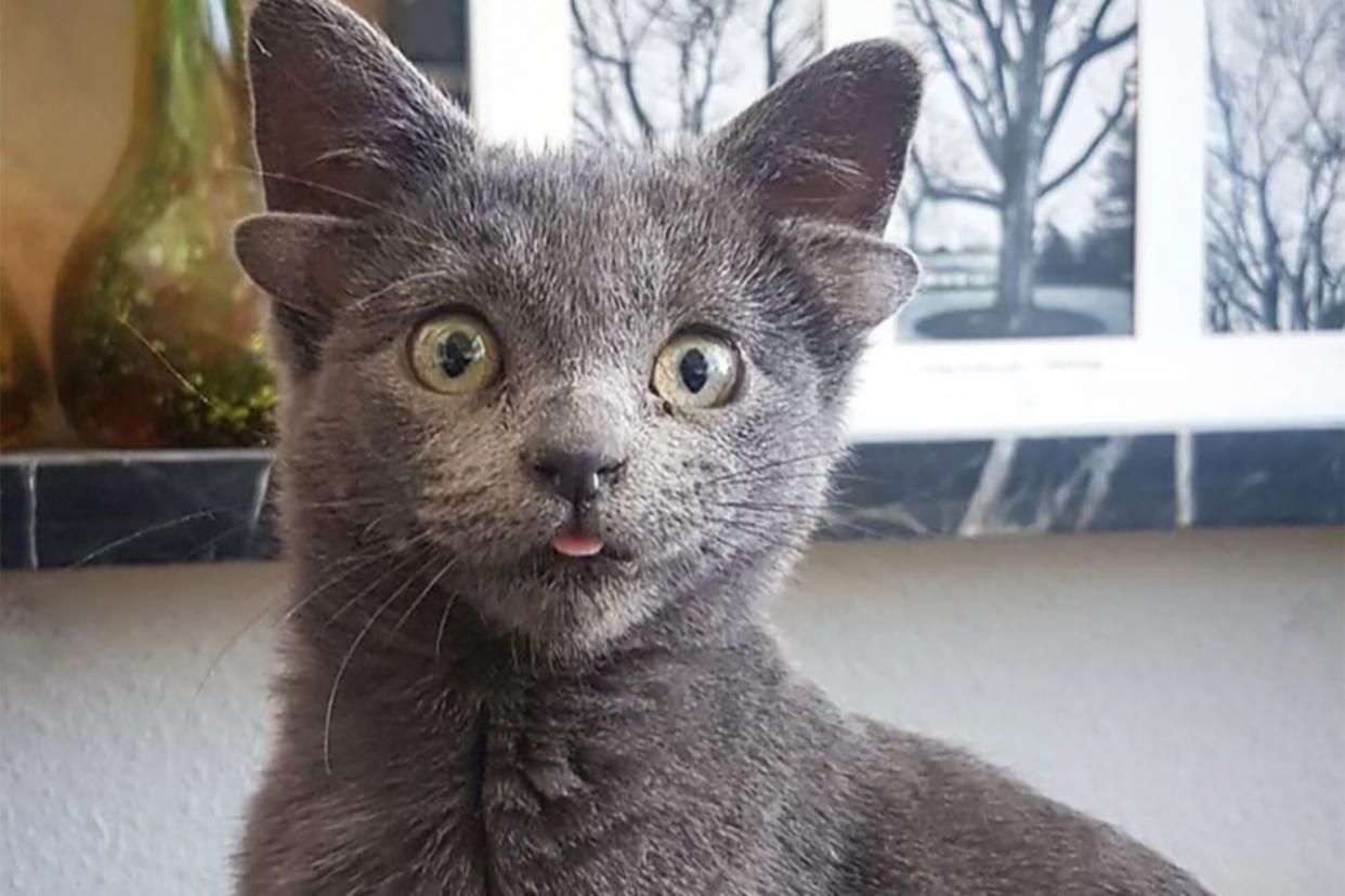 grey cat with four ears