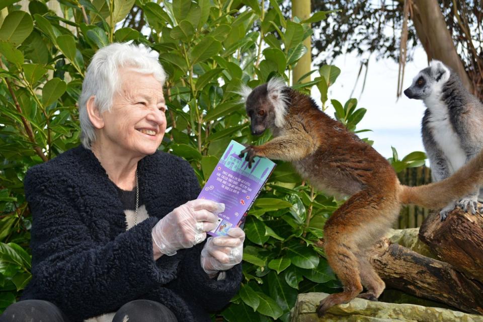 A lemur grabs one of Dame Jacqueline Wilson’s books (Drusilla Park Zoo)