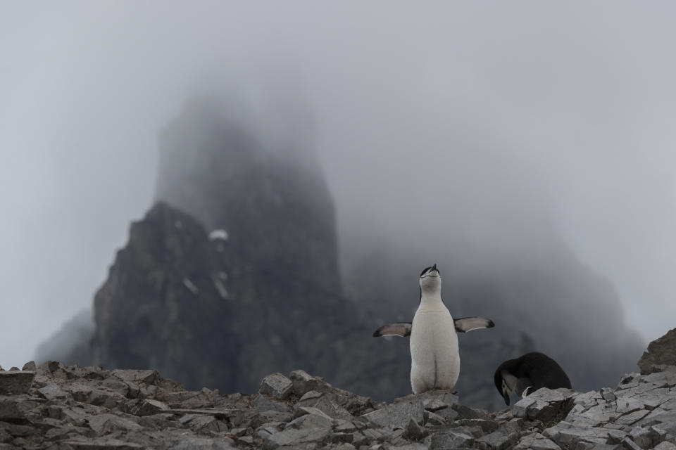 A chinstrap penguin nesting at Spigot Peak, in Orne Harbor on the Antarctic peninsula, on Feb. 6, 2020. | Christian Åslund —Greenpeace and TIME