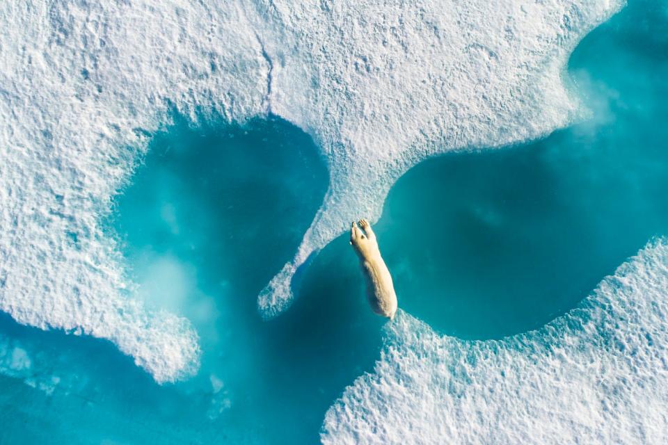 "Above the Polar Bear" by Florian Ledoux.