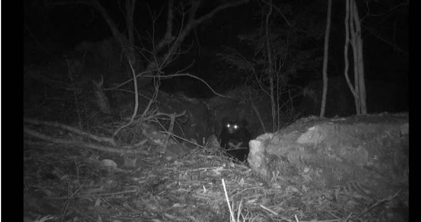 林業署在黑熊可能的移動路徑及活動地點，規畫紅外線自動相機監測。（圖／林業署台中分署提供）