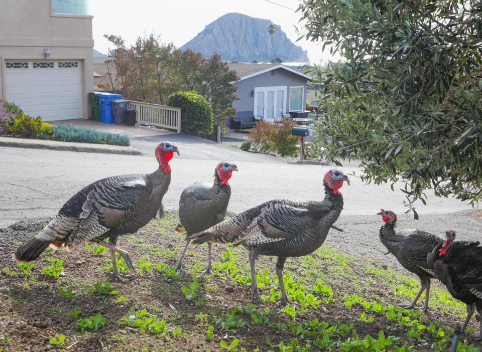 Wild turkeys are regularly seen in north Morro Bay, scratching for food in yards. These birds were spotted at the corner of Paula Street and Juniper Avenue.