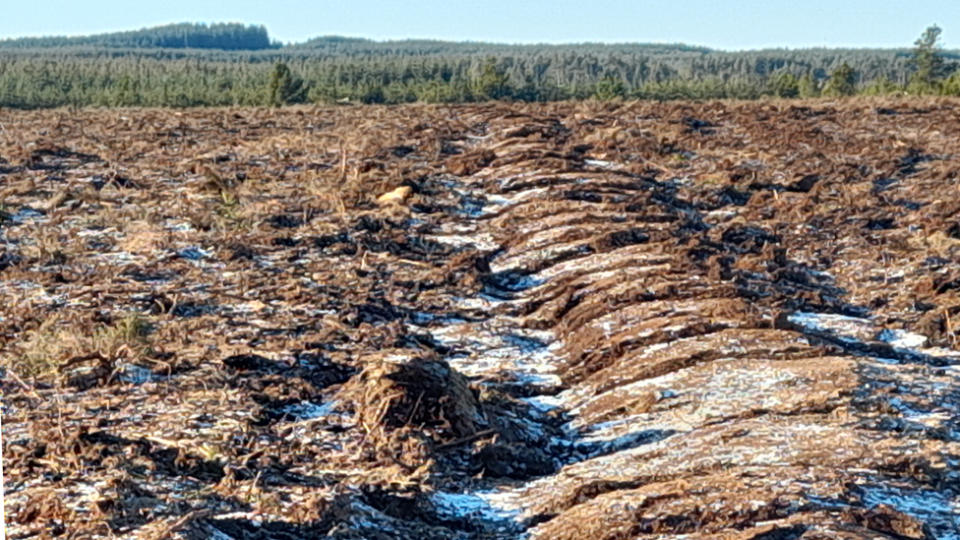 Peat restoration