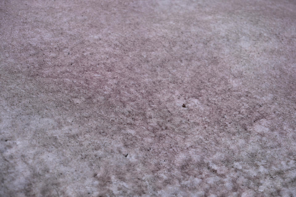 An algae that provides snow banks a pink hue has piqued the curiosity of drivers and hikers traversing Guardsman Pass on Wednesday, June 28, 2023, near Park City, Utah. The so-called “watermelon snow” comes from algae that swim to the surface and change colors to protect themselves from ultraviolet rays. (AP Photo/Rick Bowmer)