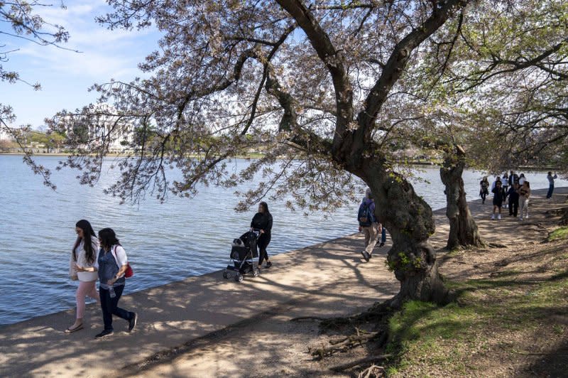 People walk along the Tidal Basin to view the cherry blossoms as peak bloom comes to a close in Washington, DC, April 2023. On Monday, the National Park Service said the blossoms have hit peak bloom ahead of a planned seawall repair project and removal of hundreds of cherry blossoms. File Photo by Bonnie Cash/UPI