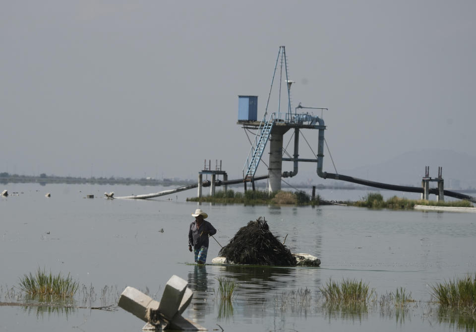 Juan Hernandez drags a styrofoam raft with with pine needles loaded with Ahuautle, the eggs eggs of the axayacatl, a type of water bug, in Lake Texcoco, near Mexico City, Tuesday, Sept. 20, 2022. In this shallow lake a handful of farmers like Hernandez still harvest ahuautle in a bid to keep alive a culinary tradition dating at least to the Aztec empire. (AP Photo/Fernando Llano)
