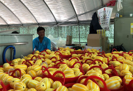 Lee Jong-hee, a 61-year-old farmer, works at his Chamoe farm in Seongju, South Korea, July 4, 2018. Picture taken July 4, 2018. REUTERS/Kim Jeong-min