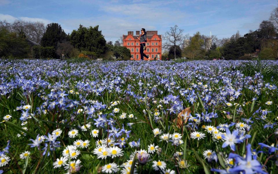 A woman walks past a carpet of 'Glory of the Snow' at Kew Gardens in west London - Credit: TOBY MELVILLE/REUTERS