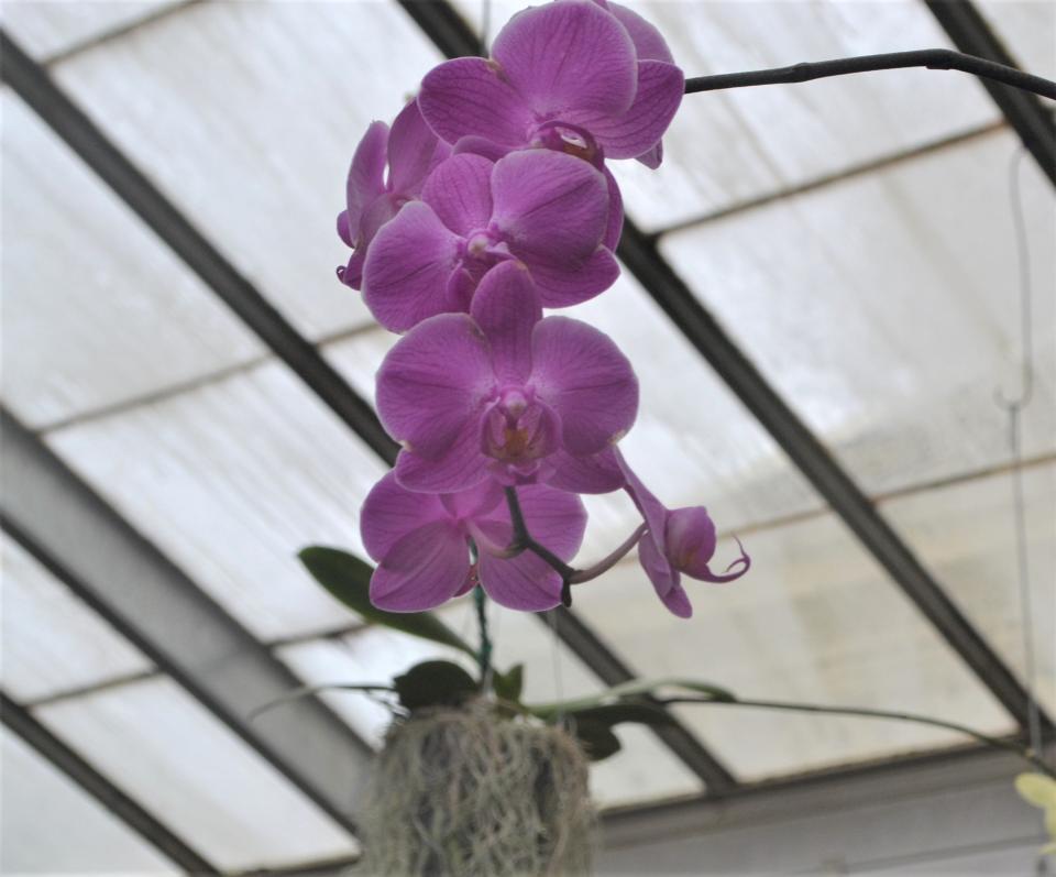 To grow beautiful orchid blooms, you need to be careful not to overwater the plant and to provide  enough sunlight.