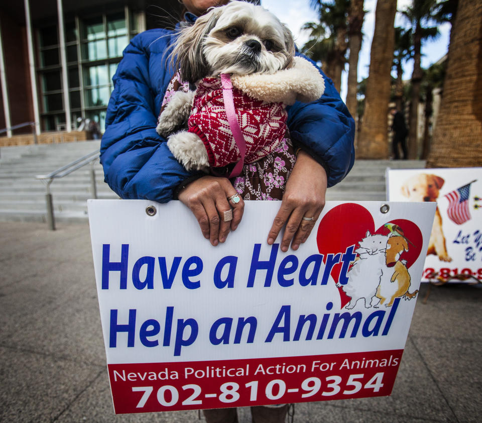 Elizabeth Garcia holds her dog Zzyzx during an animal rights demonstration in front of Clark County Regional Justice Center Wednesday, Feb. 5, 2014. About 15 people demonstrated before a hearing for Gloria Lee, 35, who is facing charges of arson following a Jan. 27 fire at her Prince and Princess Pet Boutique in Las Vegas. A total of 27 puppies were rescued and taken to the shelter after the attempted arson. (AP Photo/Las Vegas Review-Journal, Jeff Scheid) LOCAL TV OUT; LOCAL INTERNET OUT; LAS VEGAS SUN OUT