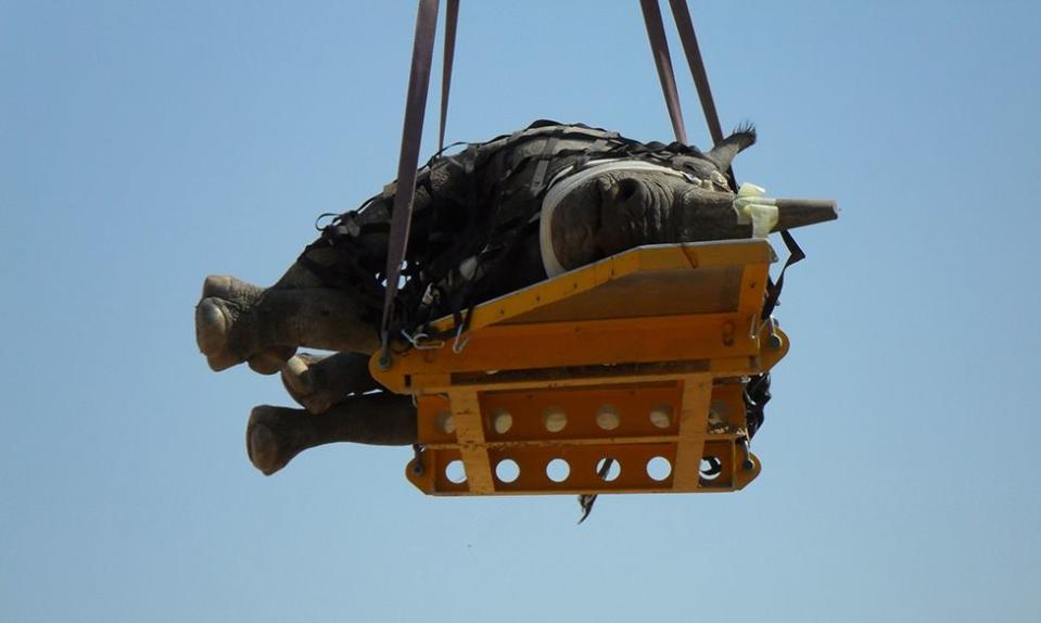 Rinoceronte recostado de lado en una plataforma que cuelga de un helicóptero