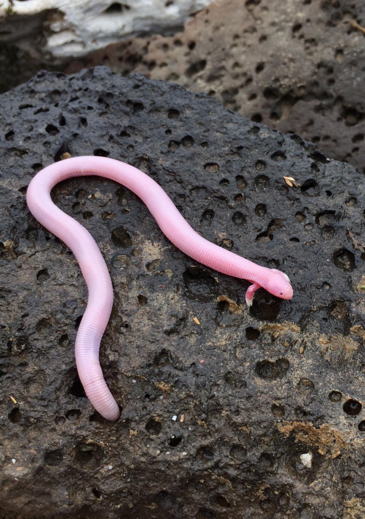 Weird Worm-Lizard Creature Looks Like a Serpentine Centaur