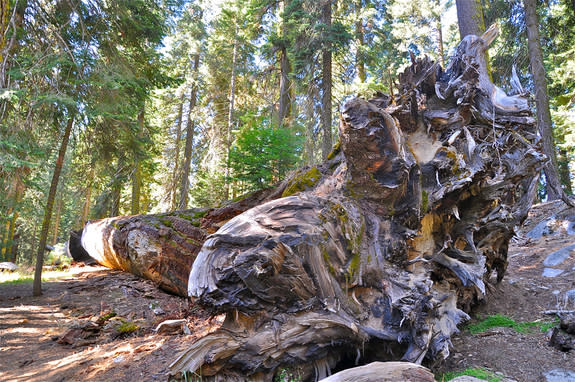 Will Iconic Sequoias Fall to Climate Change?