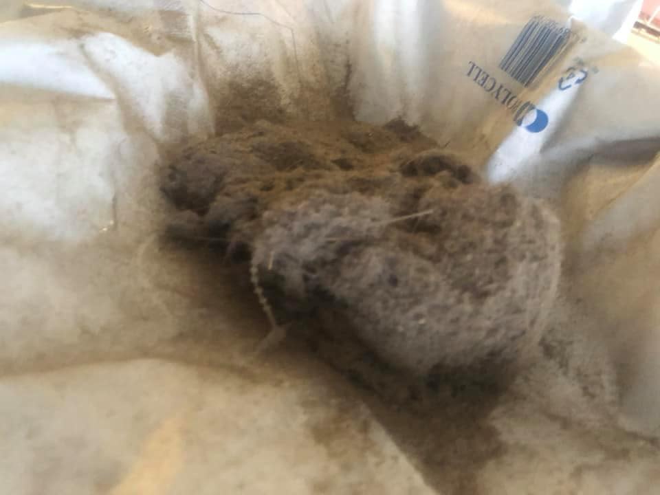 clump of dust, dirt and hair after vacuuming