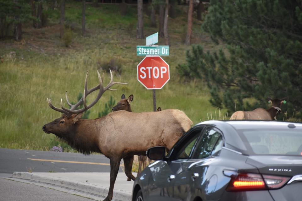 A bull elk crosses in front of a stopped vehicle in Estes Park, Colo., on Oct. 5, 2023.