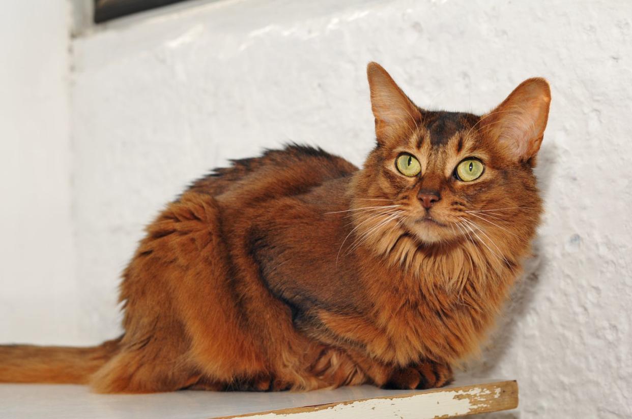 somali cat portrait