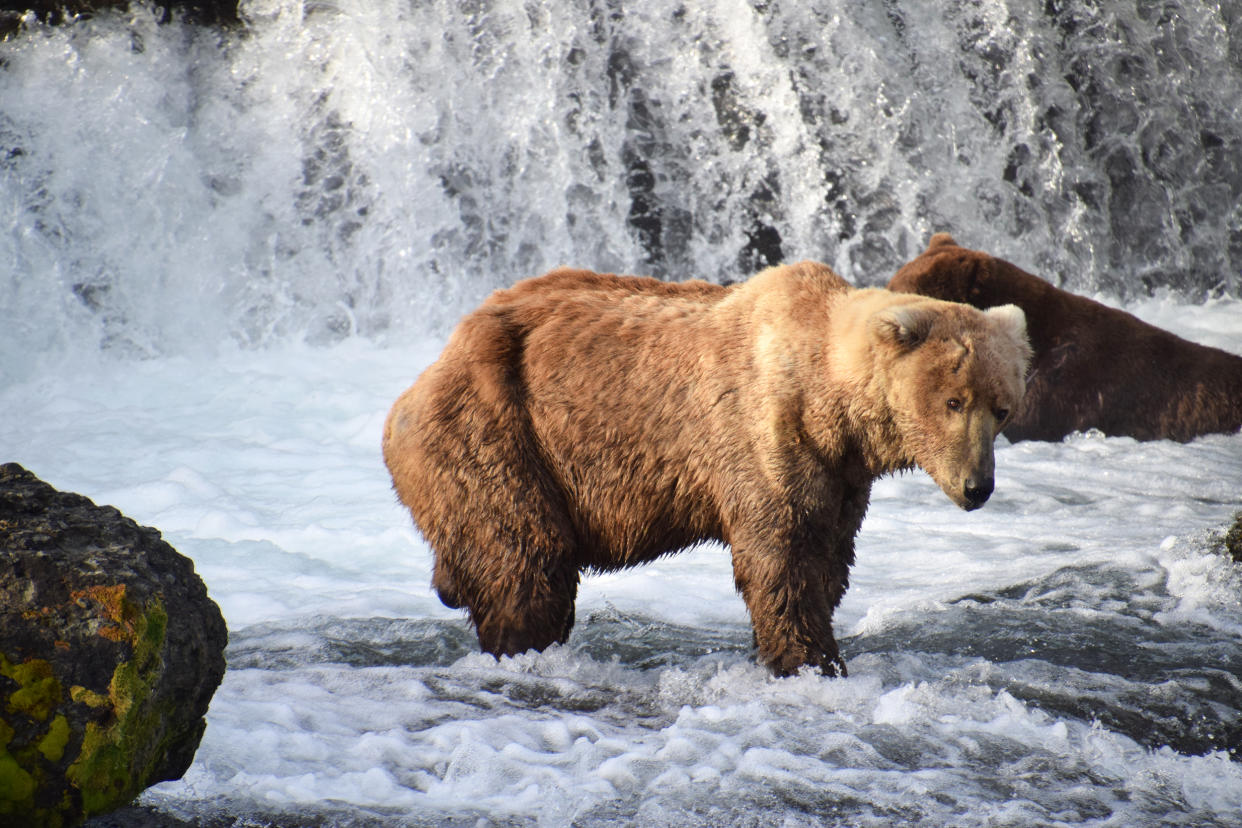 Otis the bear in his skinny phase. (C. Rohdenberg / NPS)