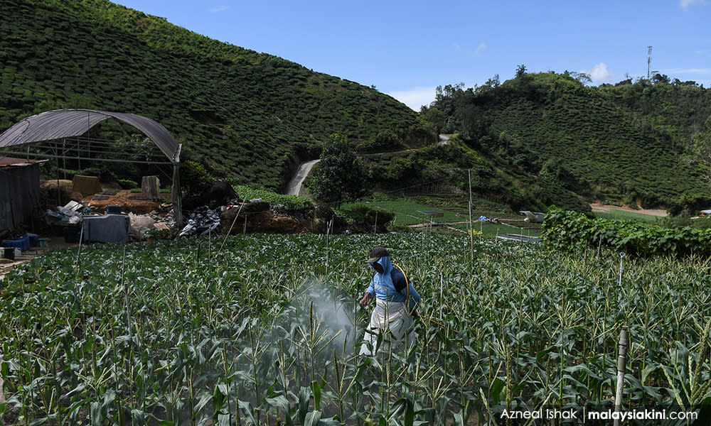 Cameron Highlands farms can now operate in EMCO areas - minister