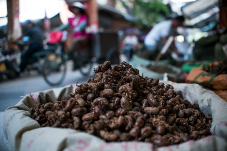 Insects are also used as an ingredient in Chinese traditional medicine which is based on a set of beliefs about human biology, including the existence of a life force, "qi"