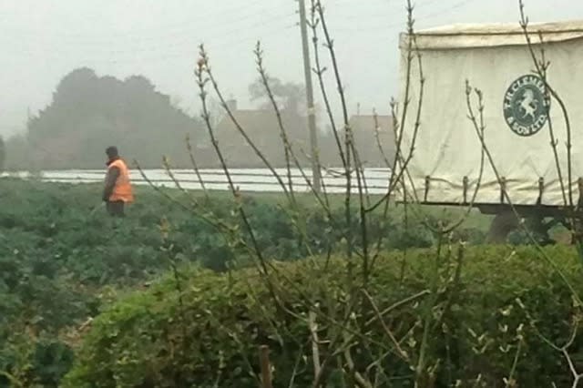 Farmworker urinating in a field