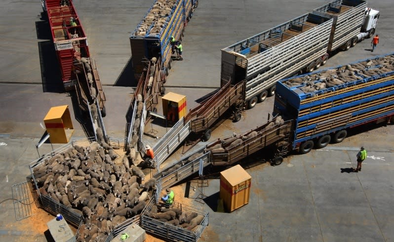 Sheep being loaded onto the Ocean Drover for the Middle East. Pic Mogens Johansen, The West Australian 2 November 2009. Fairfax Online out