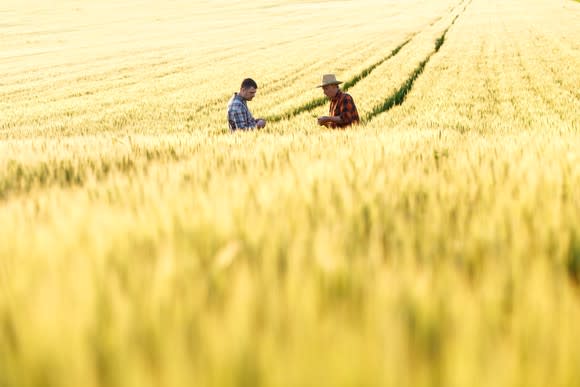 Two farmers in a wheat field