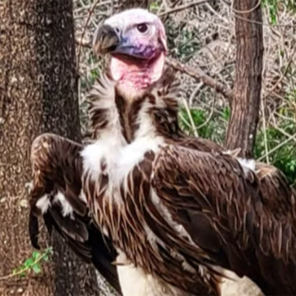 Pin the vulture. (Dallas Zoo via NBC Dallas-Fort Worth)