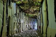 Located in Andalusia, Spain, Jerez de la Frontera is a city known for its exquisite wine. Here, a street in the historic center is shaded by grape leaves from vines grown along the surrounding walls.