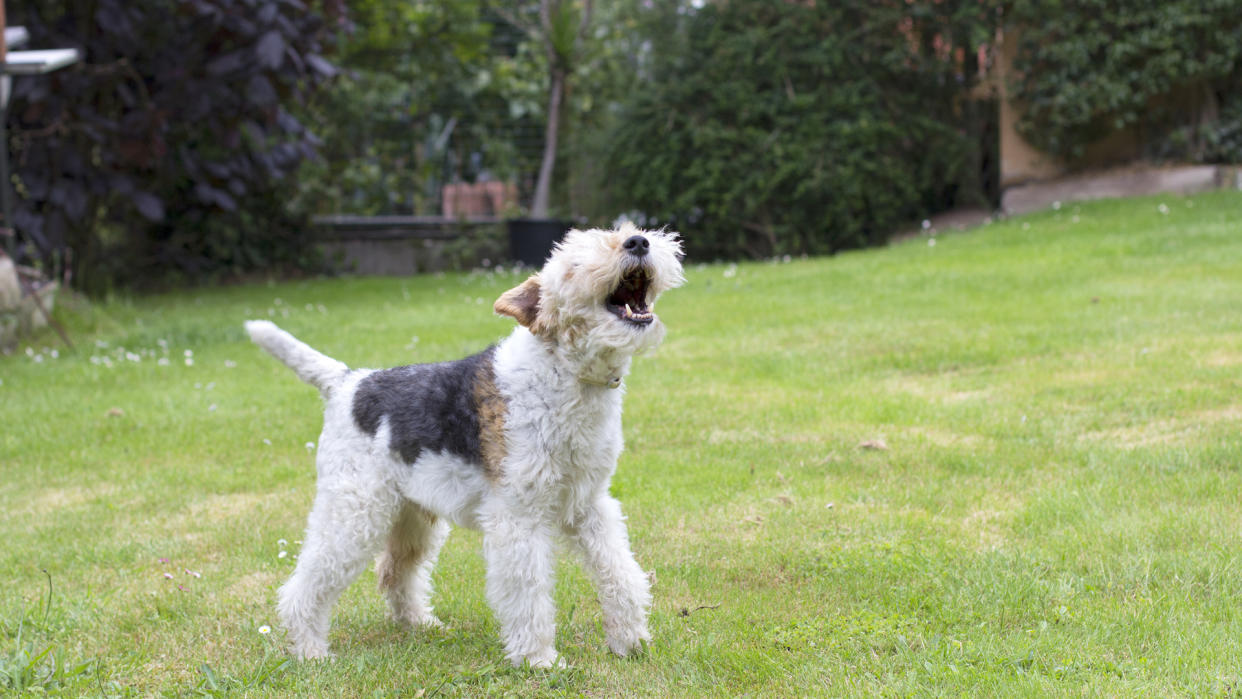 Fox terrier barking