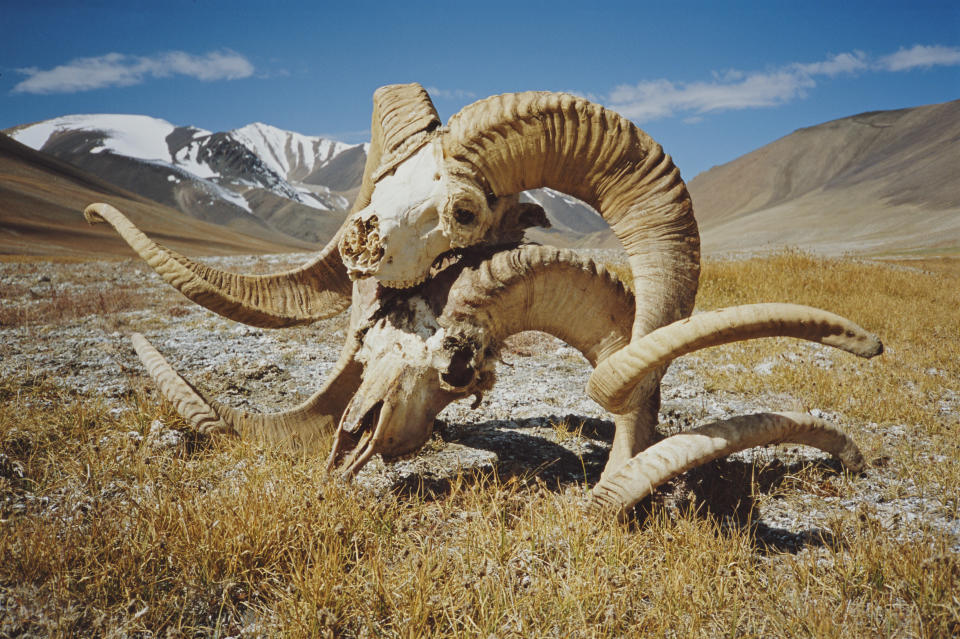 The skulls of two Marco Polo sheep in the Wakhan Corridor of north-eastern Afghanistan, 2004. / Credit: Scott Wallace/ Getty Images